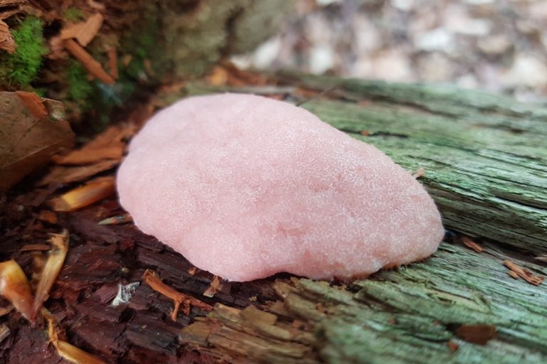 Dictydiaethalium plumbeum - Rotschichtschleimpilz
