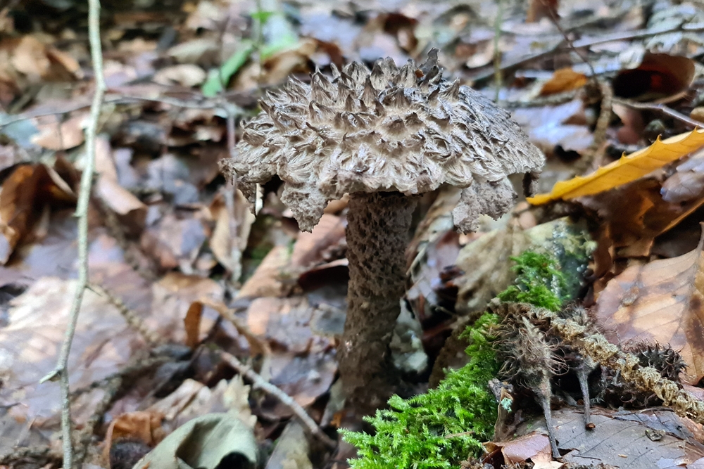 Strubbelkopfröhrling Strobilomyces strobilaceus Fungiversum.de