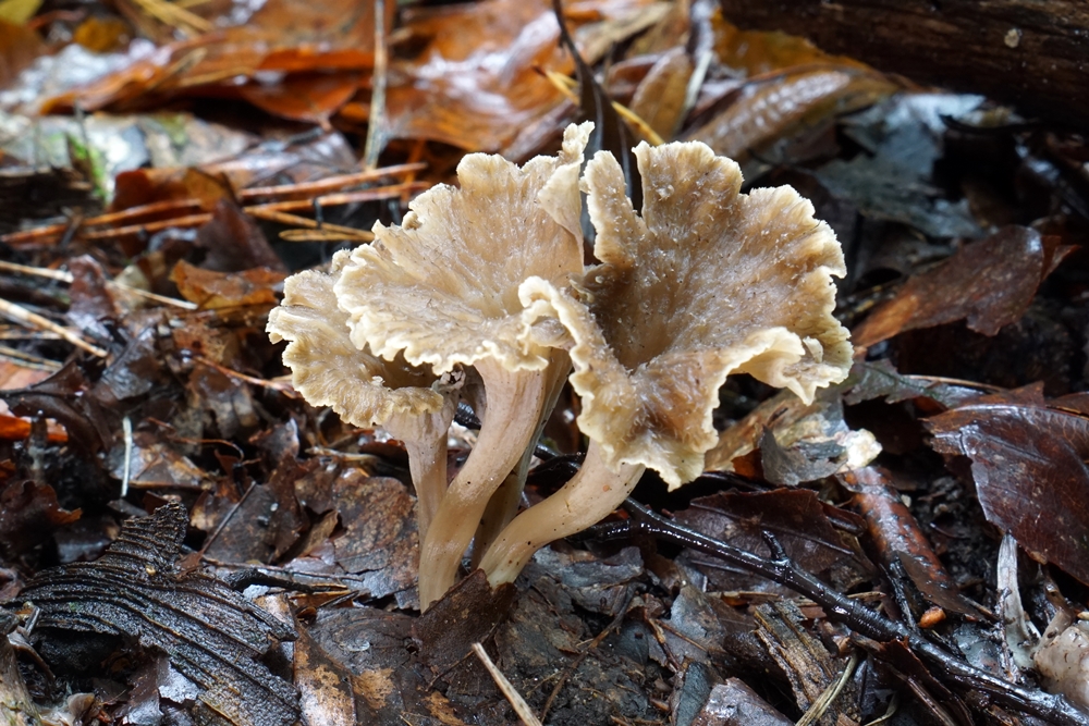 Krause Kraterelle Pseudocraterellus undulatus Fungiversum.de
