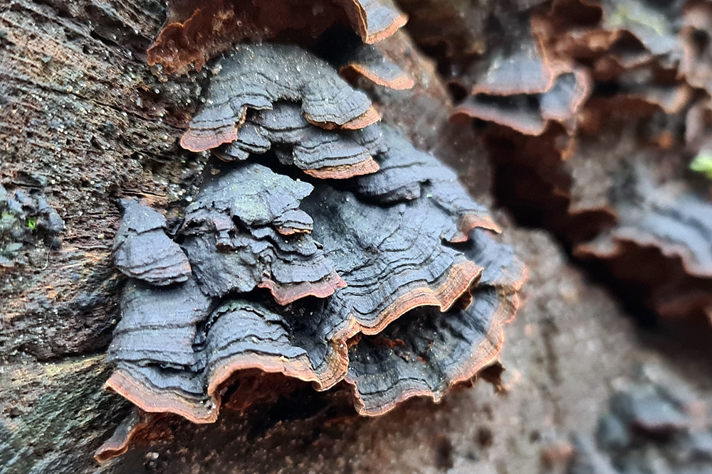 Yalangoch Bet Feniks fotosurati