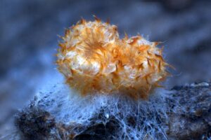 Read more about the article Goldgelbes Spinnwebbecherchen – Arachnopeziza aurelia