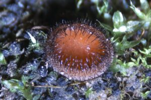 Mehr über den Artikel erfahren Holzschildborstling – Scutellinia scutellata