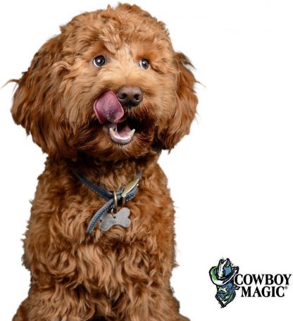 labradoodles conditioner cowboymagic