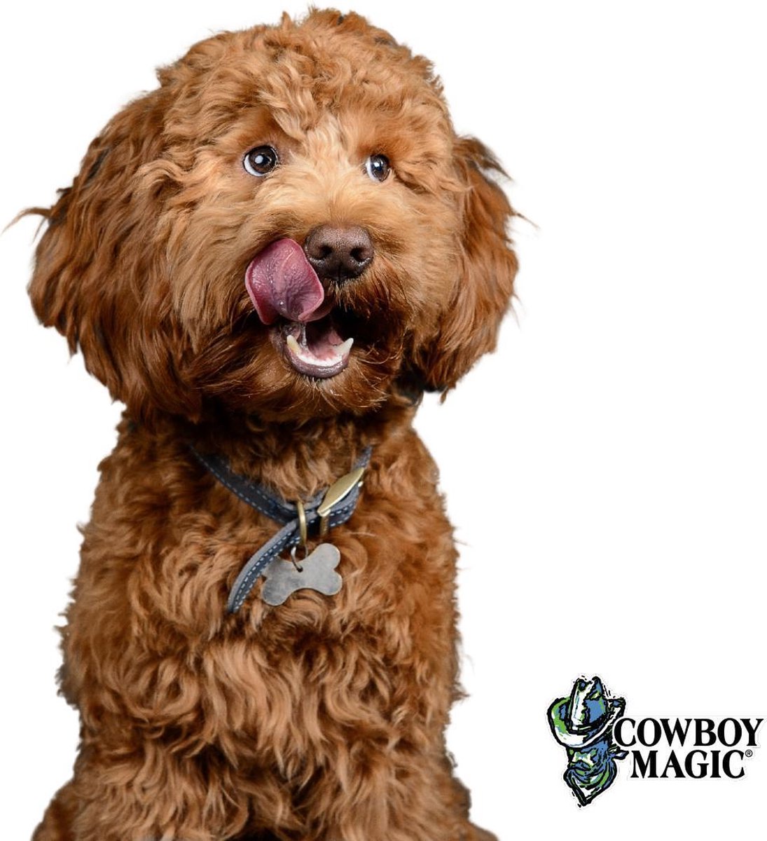 Cowboy sales magic labradoodle