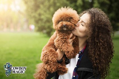 labradoodle shampoo cowboymagic