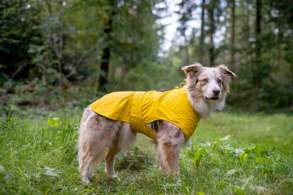 regenjas geel milford Border collie hunter