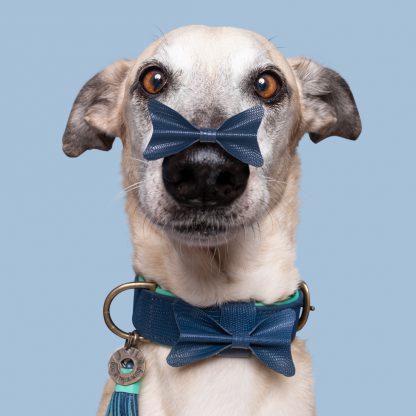 buster halsband dwam blauw greyhound