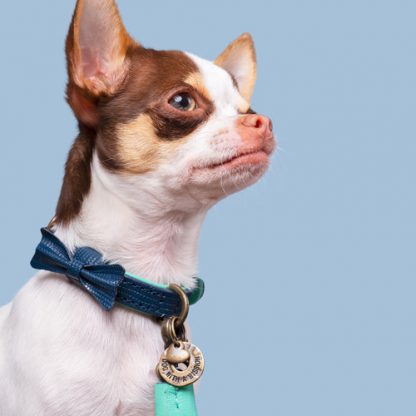 buster halsband dwam blauw kleine honde