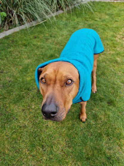 olympia kevin jumper sofa dogwear rhodesian ridgeback turquoise blauw a