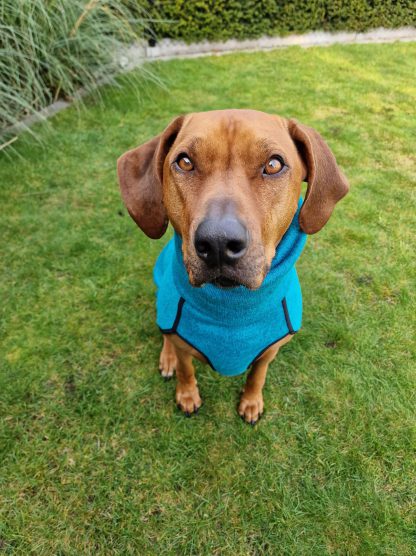 olympia kevin jumper sofa dogwear rhodesian ridgeback turquoise blauw