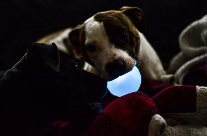 strobe bal lichtje orbee tuff planet dog hond