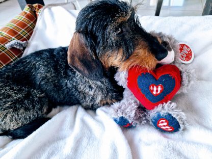 Beer hond valentijn teckel grijs