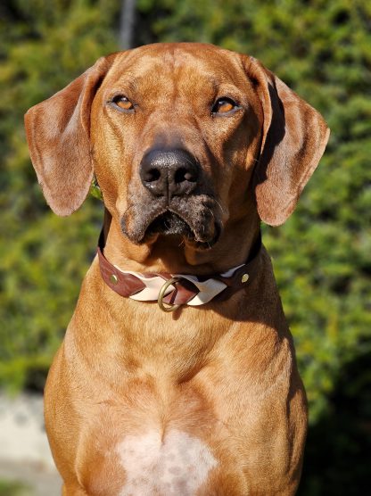 Halsband Amice wolv collar biothane rood lederlook maat l rhodesian ridgeback