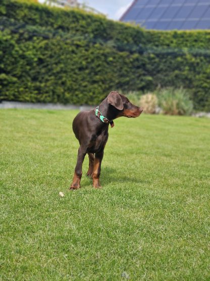 doberman biothane halsband