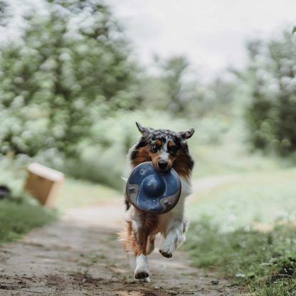 frisbee sansibar hunter hond