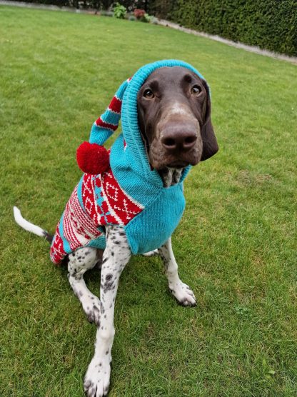 peppermint sweater chilly dogs wool vizsla