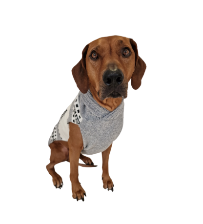 grey deer dog sweater rhodesian ridgeback teckel g