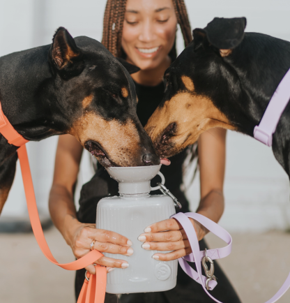 drinkfles groot grijs honden springer