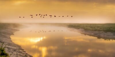 birds-in-flight-5366034_1280