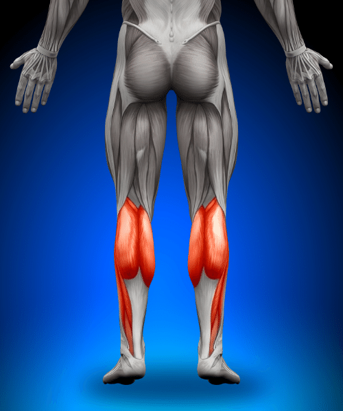 Calve muscles