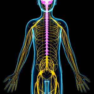 anatomical representation peripheral nerves