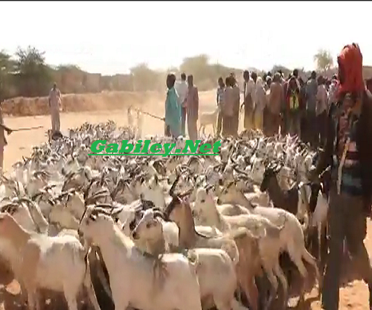 Daawo-Dawlada Sucuudiga Oo Somaliland usoo Dirtay Dhakhaatiir Daraasad Ku Sameynaysa Caafimaadka Xoolaha.