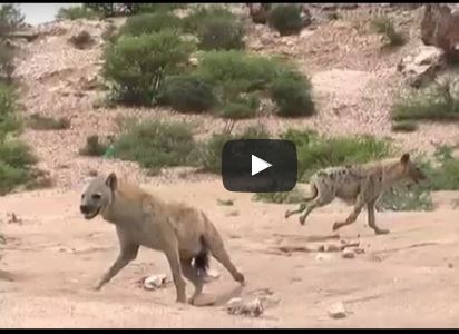 Daawo-Goob Ku Taala Duleedka Hargeysa Oo Isku Imanayaaan Isla Markaana Ay Ka Wada Qadhaabanayaan Dad, Dugaag Iyo Xayawaan.