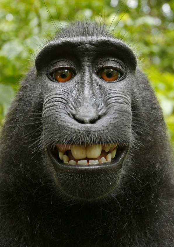 ape selfie