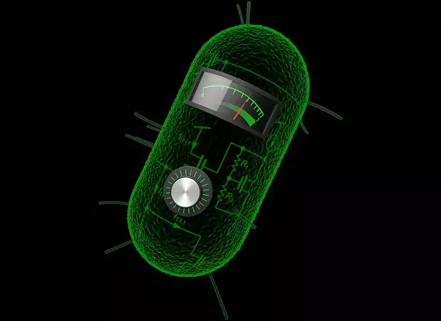 mit-bacteria-circuit