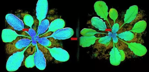 plant fluorescence