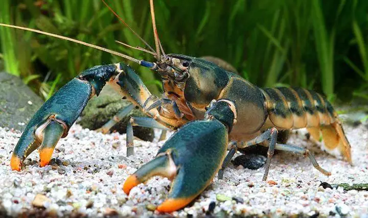 crayfish bf68755dca49a76cde0c0ff9aa55139e.nbcnews ux 2880 1000