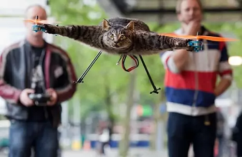 flying cat 500x325