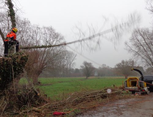 Les trognes reprennent forme !