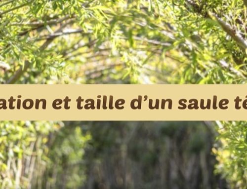 Astuces de plantation et d’entretien de saule