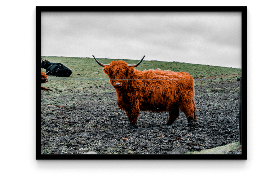 skotsk højlandskvæg plakat ko tyr billede af mark i danmark