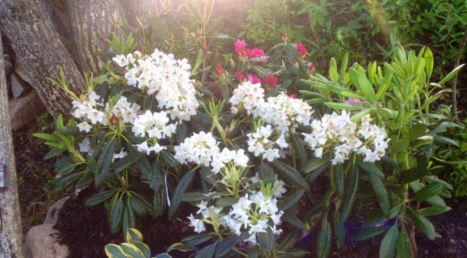 Rhododendronrabatt i Lappland? Jajjemensan!