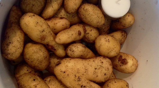 Potatisodling, tydligen inget för oss.