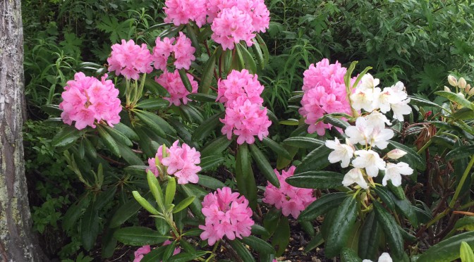 Nu blommar våra rododendron