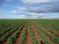 Potato Field