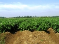 Potato fields