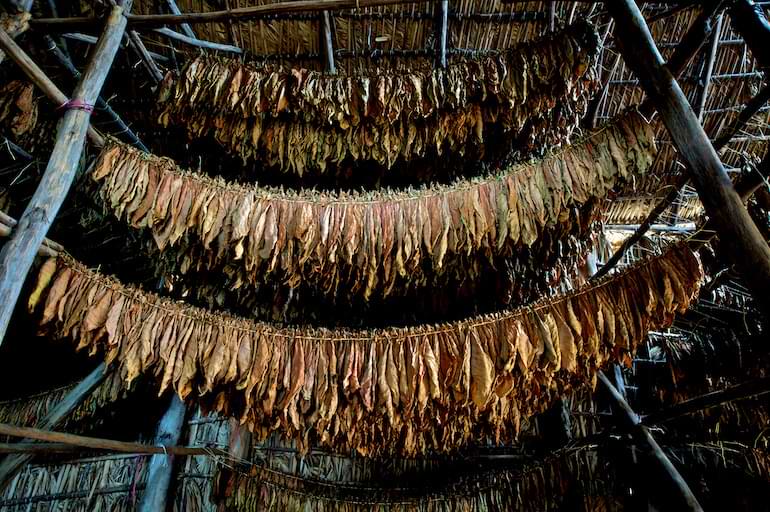 nytt snus med äkta tobakssmak general harvest