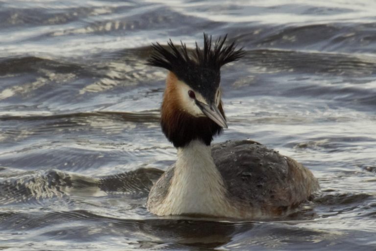 Vogels