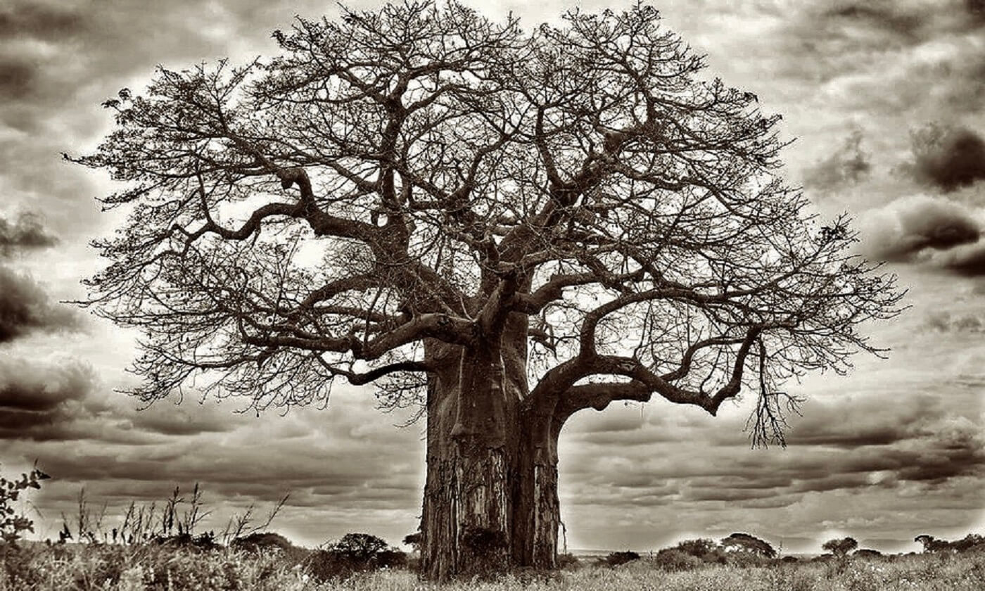 Baobab_Tree