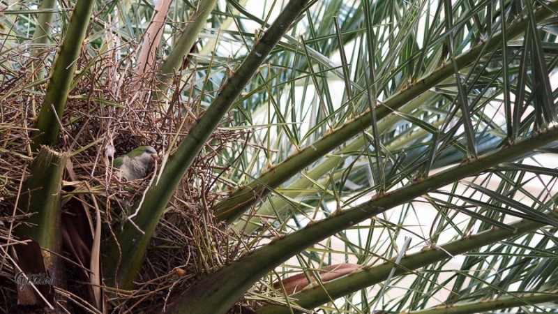 Green parakeets of Rome