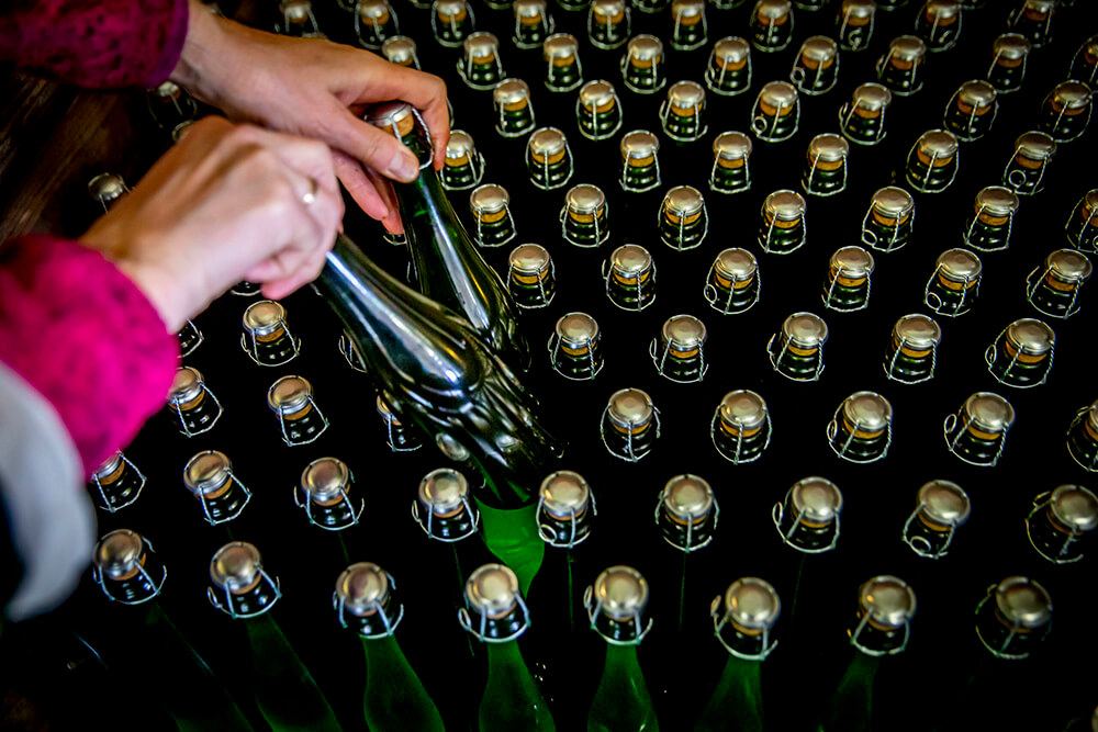 Riddling-stativer med mousserende vin på en vingård på Lolland