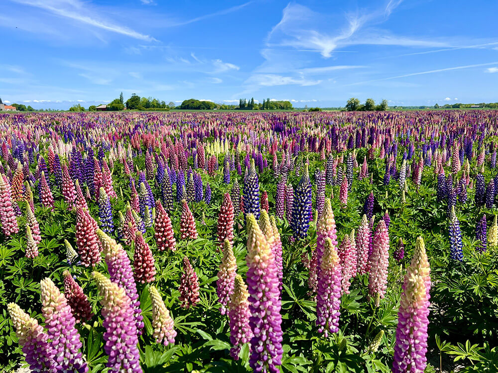 Lupinmark i fuld blomst på Lolland