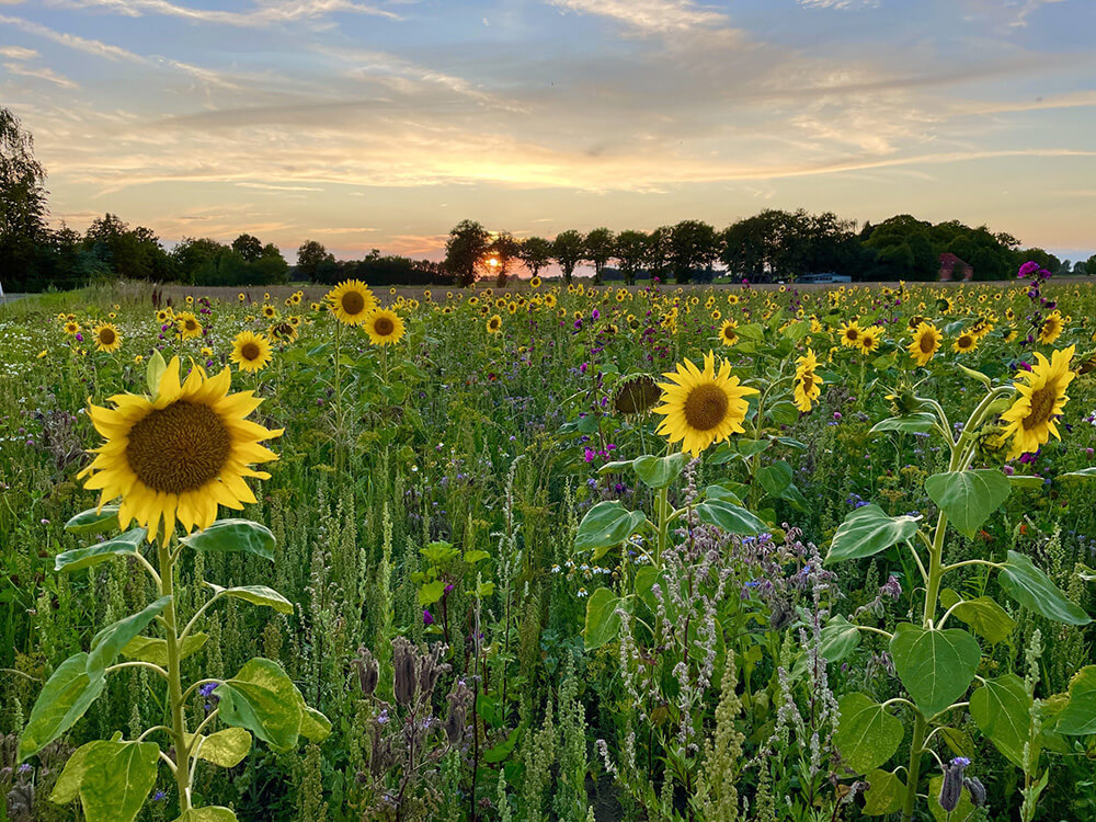 Solsikkemark ved solnedgang nær Glashytterne