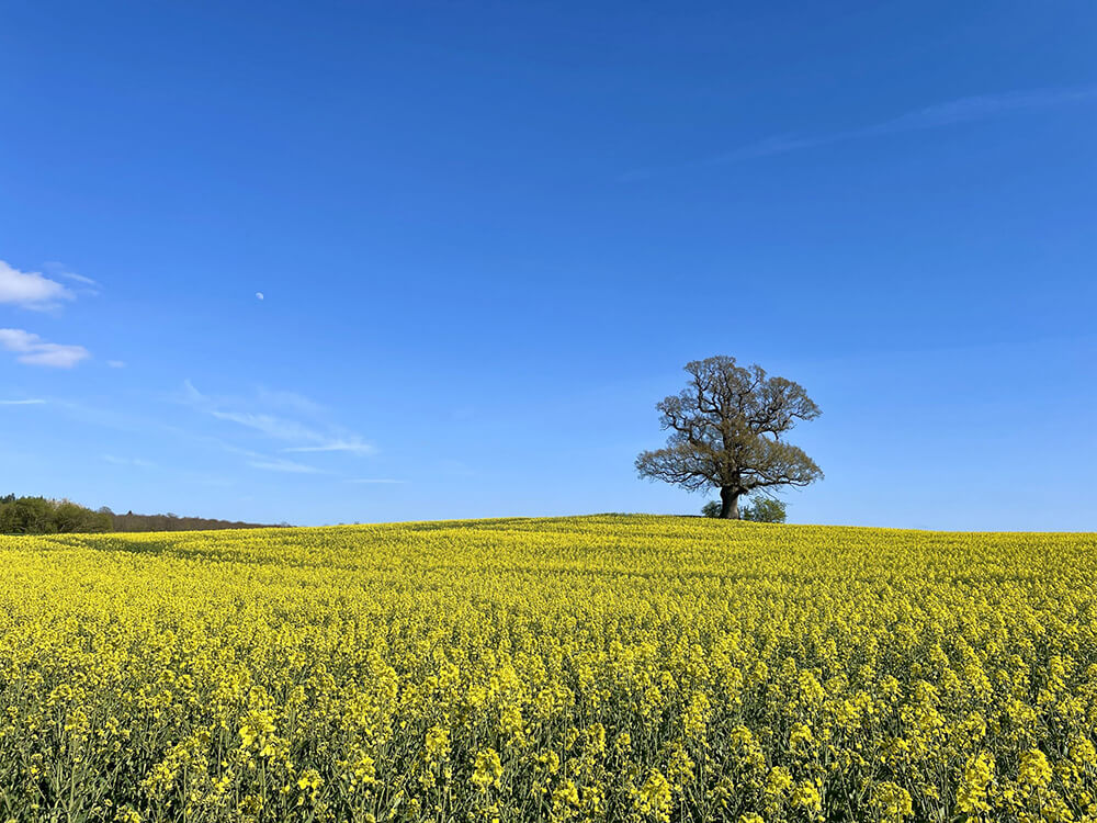 Flower field under a blue sky near Glashytterne