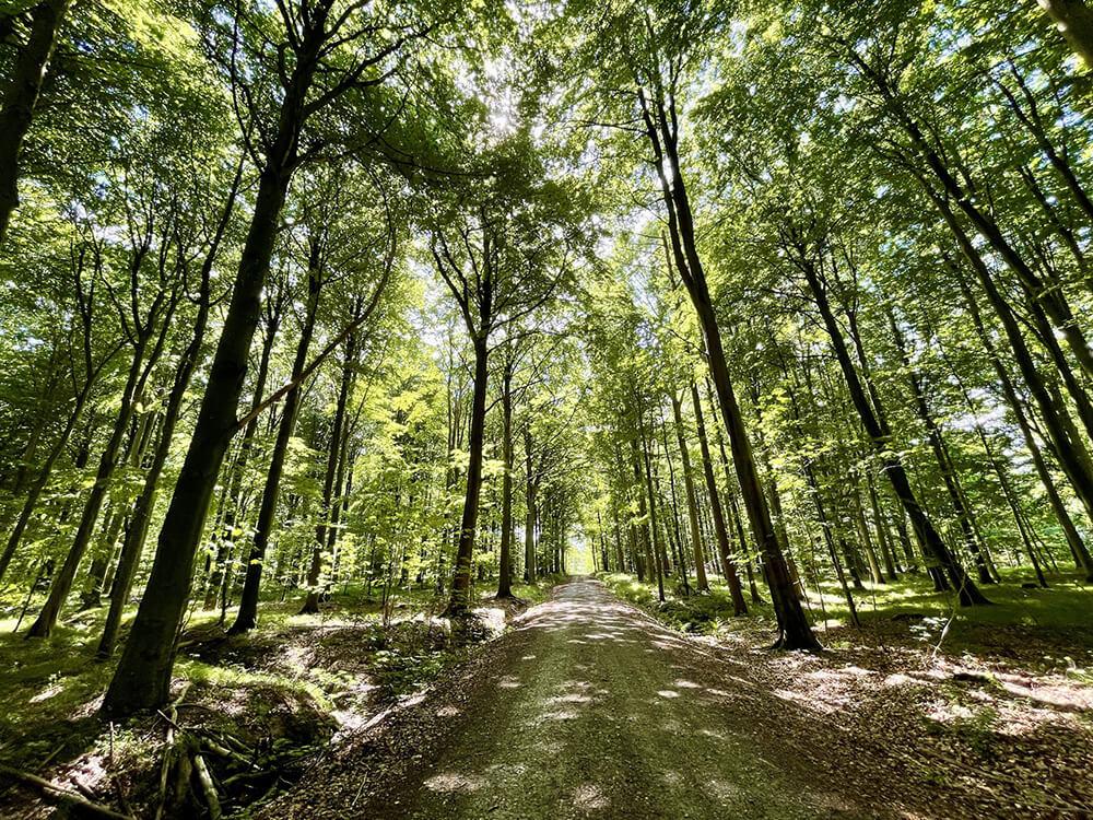 Solbeskinnet skovsti gennem Maribo Søndersø-skoven/Merritskov på Lolland