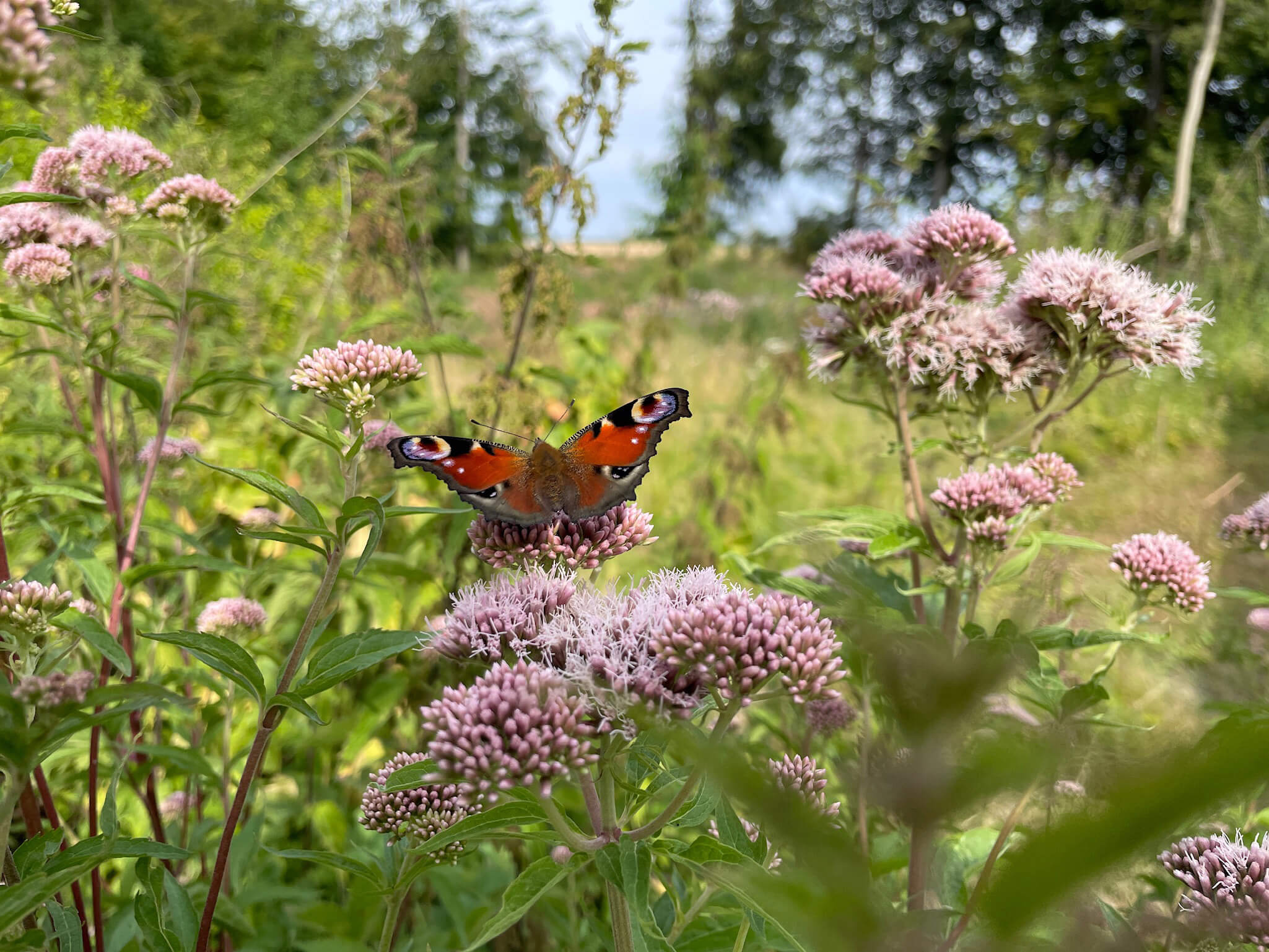Private escape in a wildflower meadow at Glashytterne on Lolland